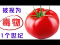 The Golden Tomato Among Vegetables Has Been Regarded As A Poison For A Century I Was Really Shocked The Golden Tomato Among Vegetables Has Been Regarded As A Poison For A Century I Was Really Shocked