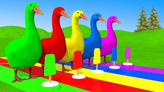 Giant Ducks Transforming | Learn Colors with Ducks on Slide and Pool Making their Path | Pilli Go
