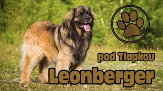 LEONBERGER | O PLEMENU