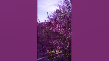 Change up your photos/videos with these! 🎨  #shorts #creativephotography #art #filters