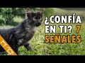 Cómo Saber Si Mi Gato CONFÍA En Mí | 7 Señales De CONFIANZA En Gatos | ¿ Tu Gato Te Ama ?