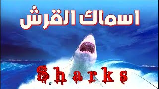 اخطر انواع اسماك القرش Sharks