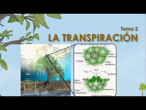 Video: ¿Se produce transpiración durante la fotosíntesis?