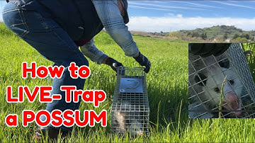 How to Live Trap a Possum (Humane Trap) @johnauvin
