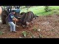 Como levantar vaca muada