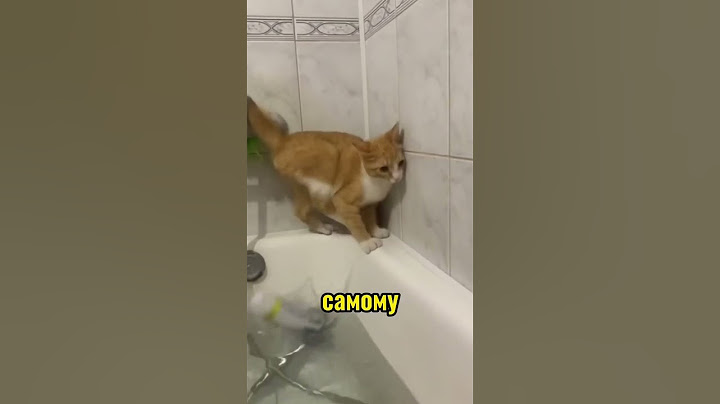 Вирусные видео с котами