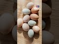 Easter isn’t just cute bunnies—there’s a whole story behind those eggs!     #viral #easter #shorts