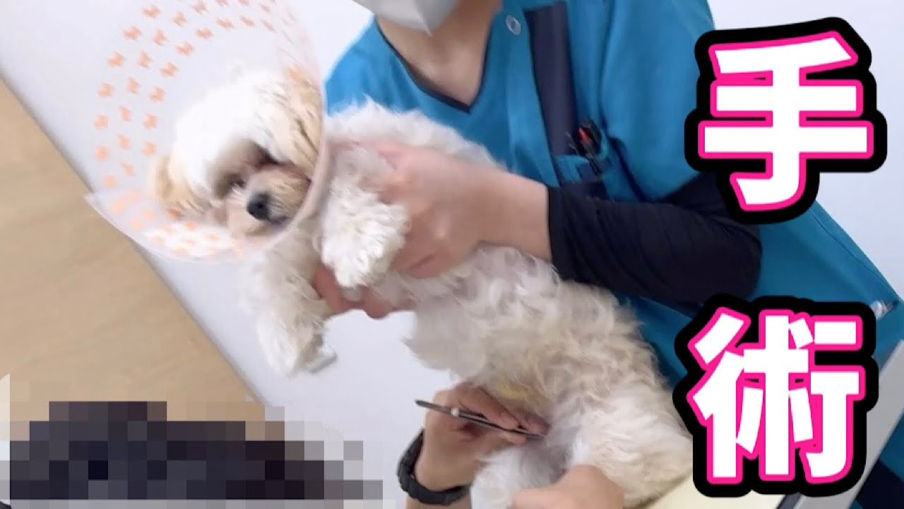 Surgery] A close look at puppy Latte on the day he gets neutered