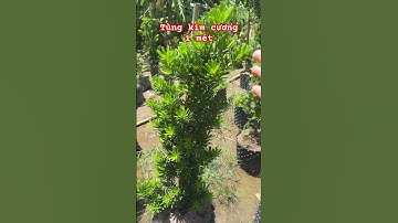 Cây Tùng kim cương 1 mét #ngocnganbentre #bonsaivietnam #bonsaitree #shortvideo #0386569374