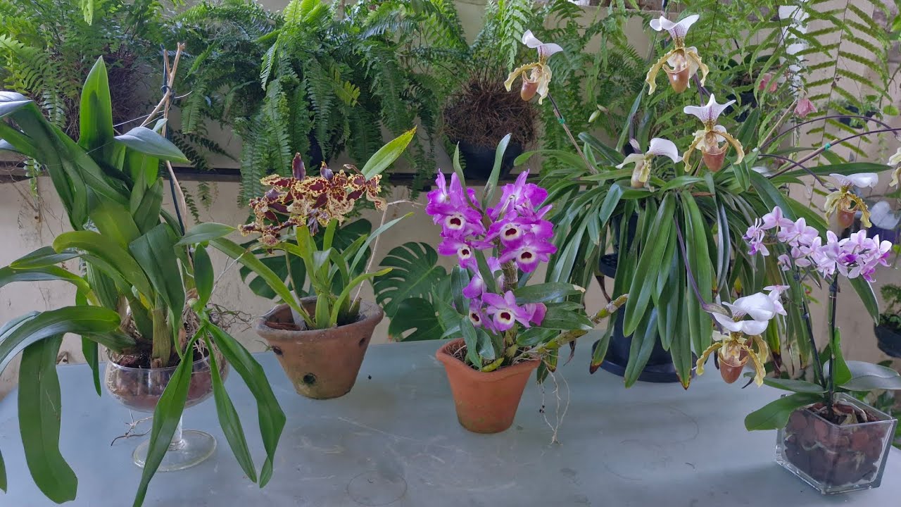 VEJA O RESULTADO DE UM EXCELENTE ADUBO  ORGÂNICO NAS ORQUÍDEAS 