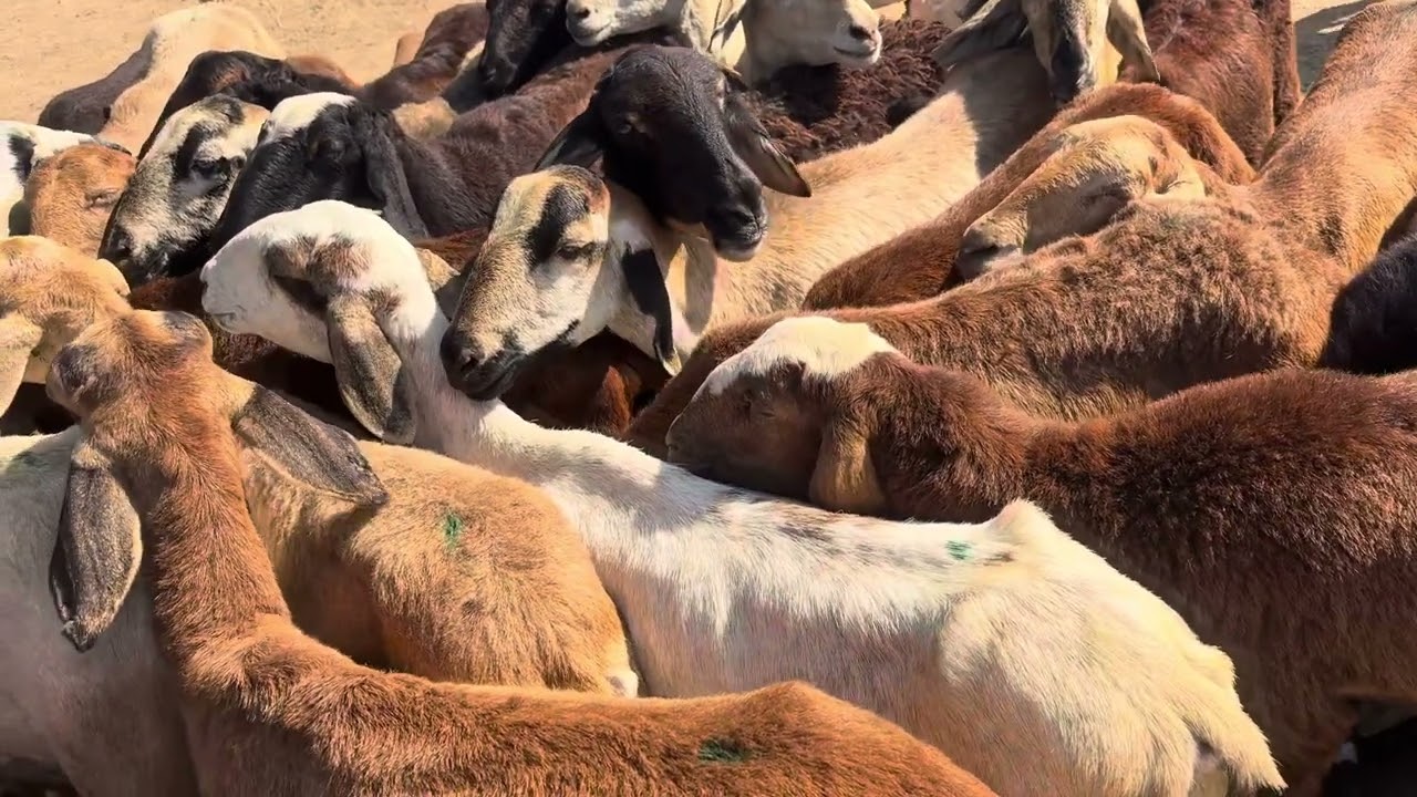 దుబ్బాక అంగడి సిద్దిపేట జిల్లా 