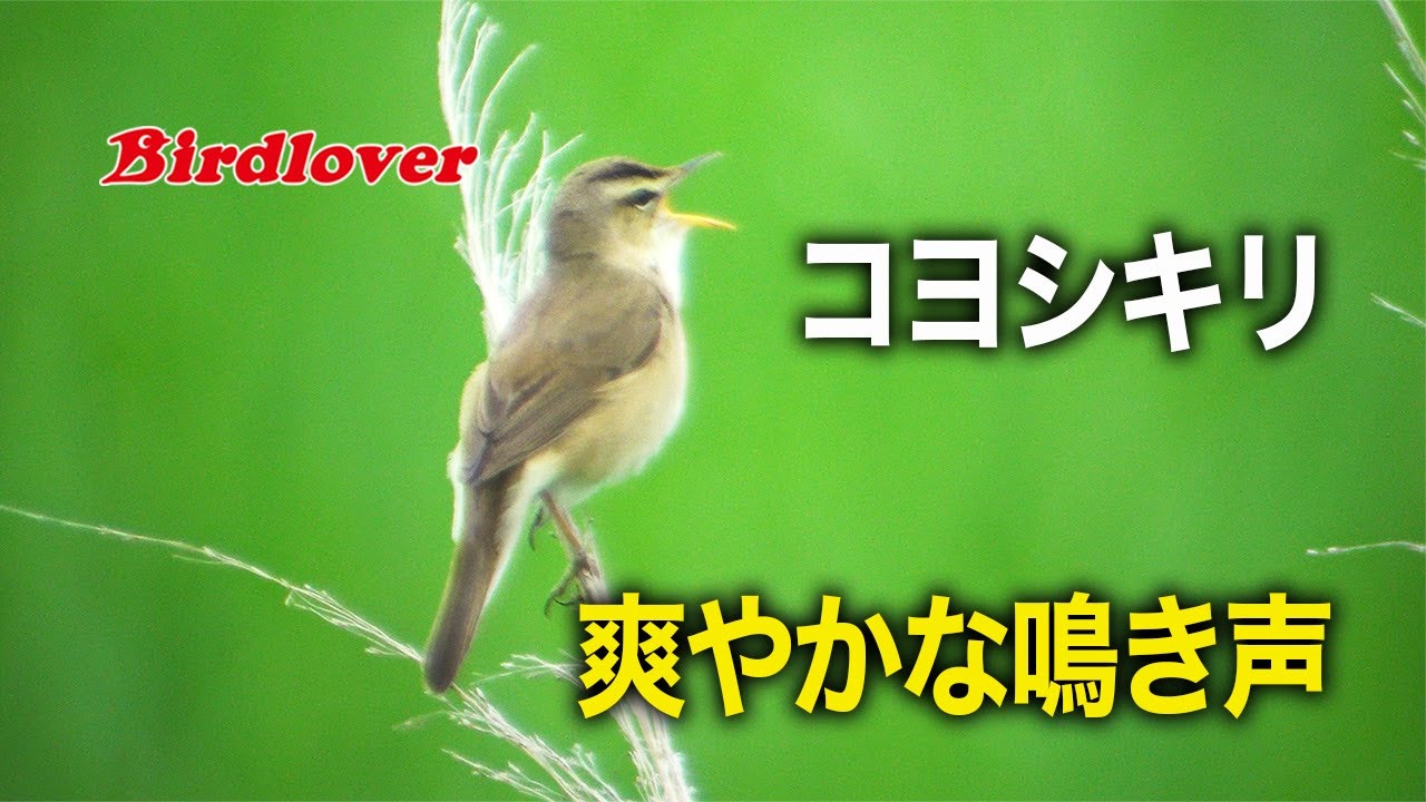 野鳥動画フィールドノート コヨシキリカテゴリのエントリ