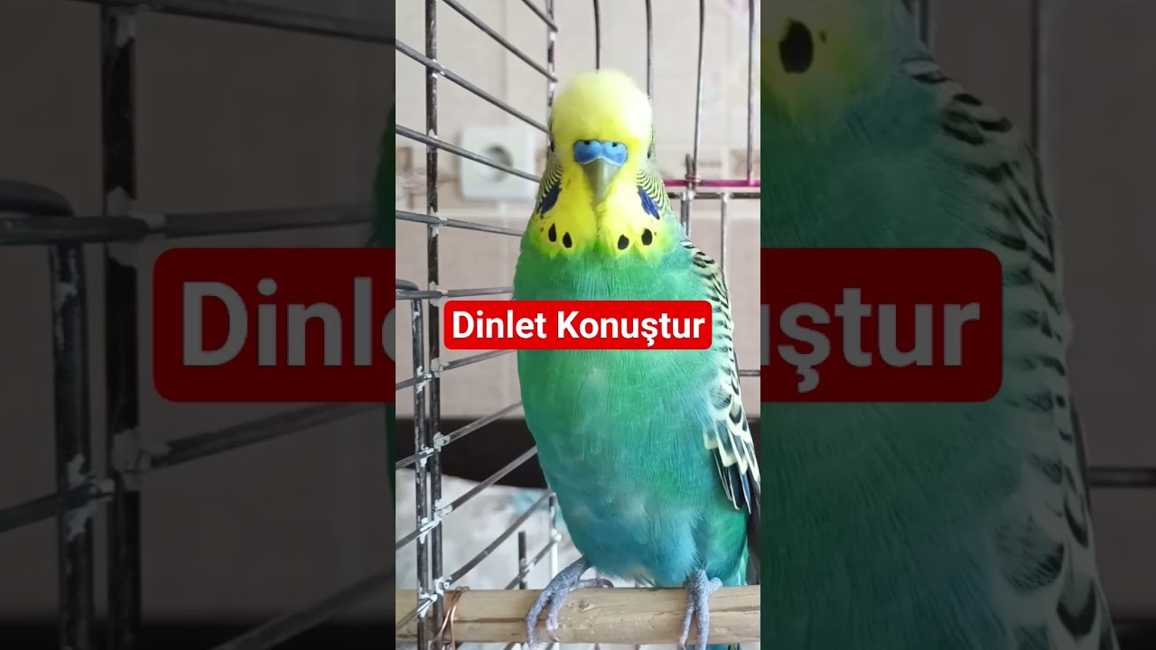 Kuşunu Konuştur: Muhabbet Kuşunu Konuşturmak #muhabbetkuşu #konuşankuş #muhabbetkuşufıstık