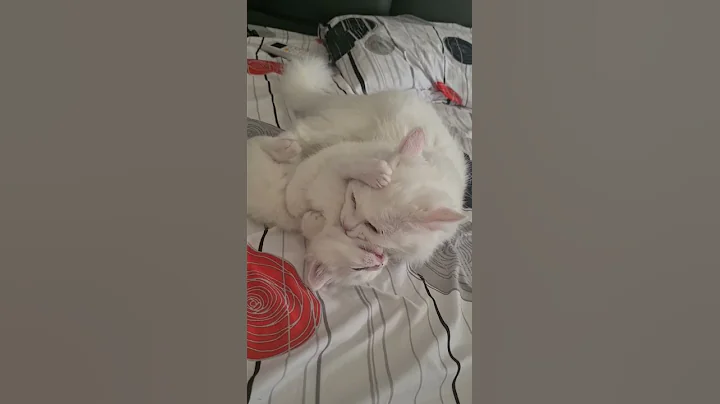 Video 575011: kitten persiancat catlover, kitten white persiancat, persian cat