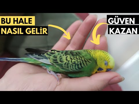 Kuşunuzun Güvenini Kazanmak -  Ne Yapmalısın?