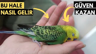 Kuşunuzun Güvenini Kazanmak - Ne Yapmalısın?