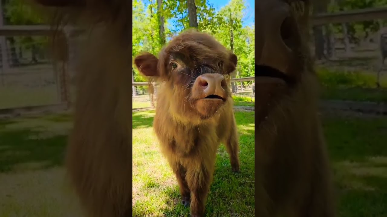 Cute Cow Baby Sound Shorts Youtubeshorts Ytshorts