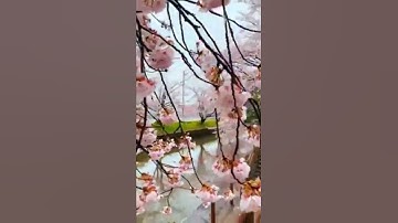the beauty of cherry blossoms. #shortvideo