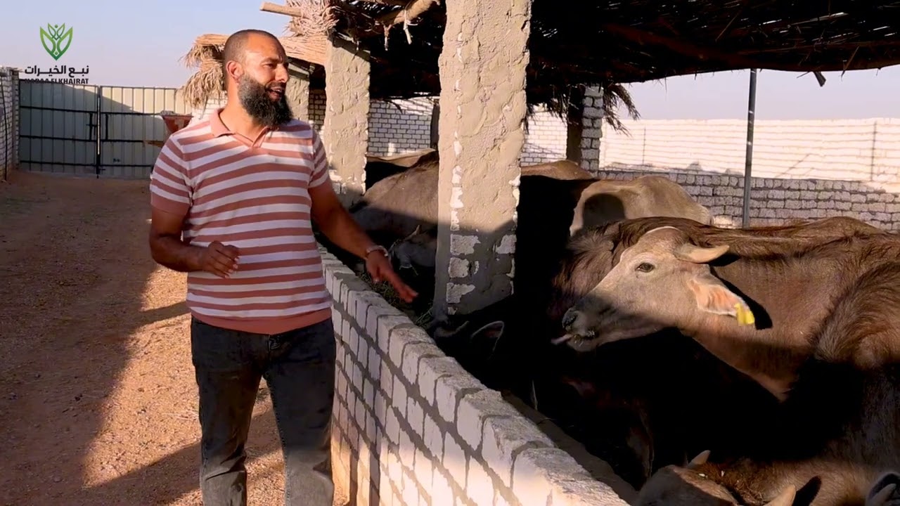 ايهما افضل في الاستثمار الحيواني البقر ام الجاموس