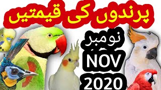 Bird Price Update November 2020 | Prices of Birds in Pakistan | پرندوں جانوروں کی قیمتیں نومبر 20