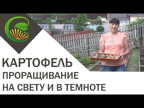 Картофель Проращивание на свету и в темноте