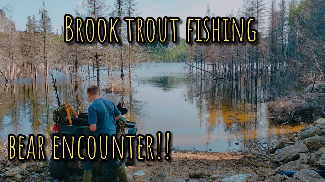 BEAR ENCOUNTER While Fishing For Brook Trout! (Newfoundland) YouTube