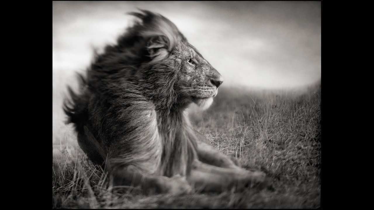 Image result for nick brandt