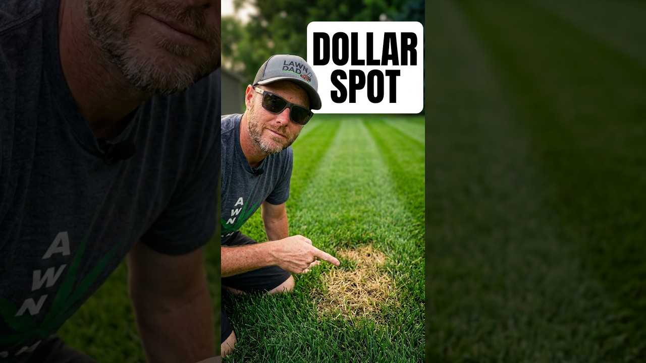 Catch Dollar Spot Before It's TOO LATE! #lawncare #howto #diy