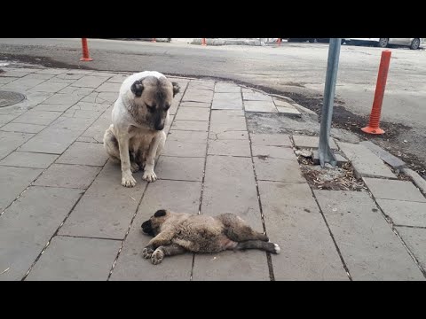 Video: Lotereya Qalibləri Windsor Castle Köpek Evini Heyvan Sığınacağına Bağışlayın