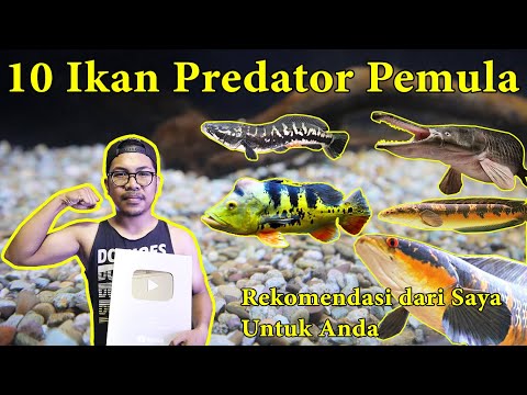 Video: 10 Ikan Tropika Terbaik untuk Pemula