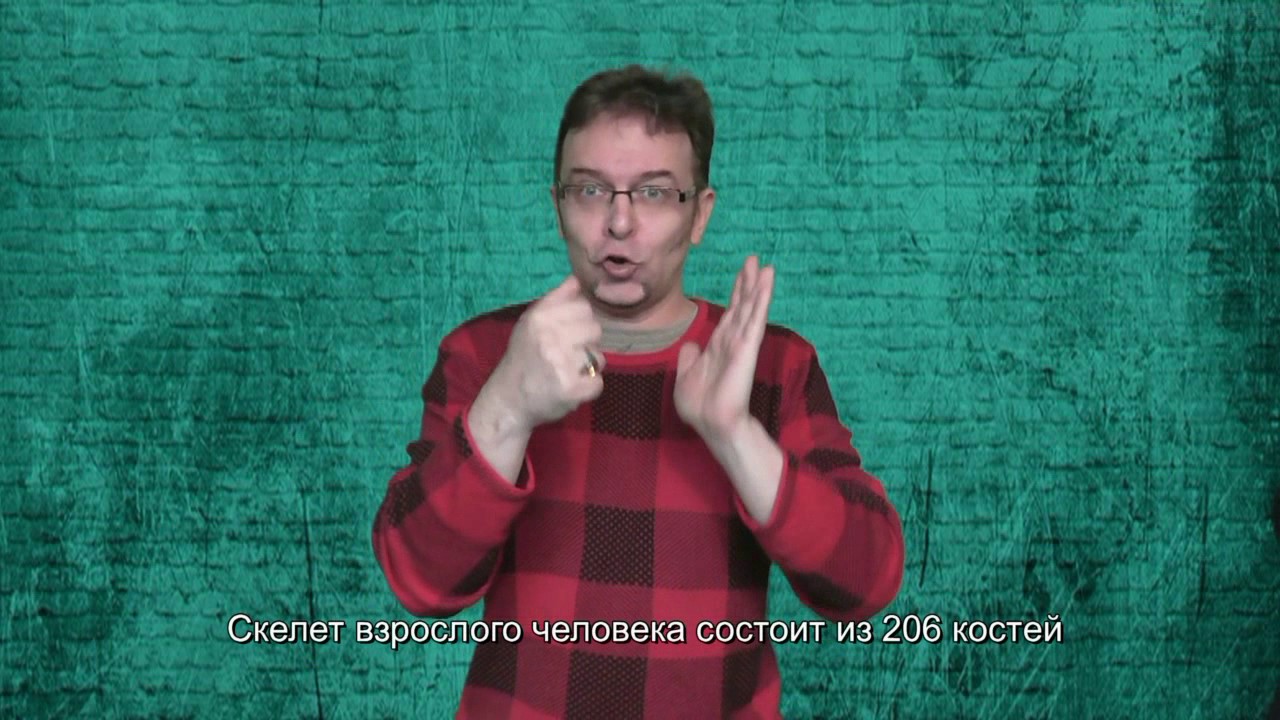 Сколько костей у человека?