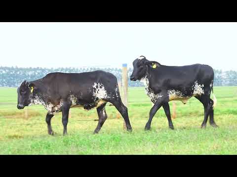 LOTE 147 1051 CY 1052 CY