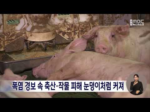 <strong>폭염</strong> <strong>경보</strong> 속 축산·작물 피해 눈덩이처럼 커져/대전MBC
