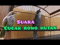 Suara Burung Cucak Rowo Hutan - Gacor #kicaumania #kicaumaniaindonesia