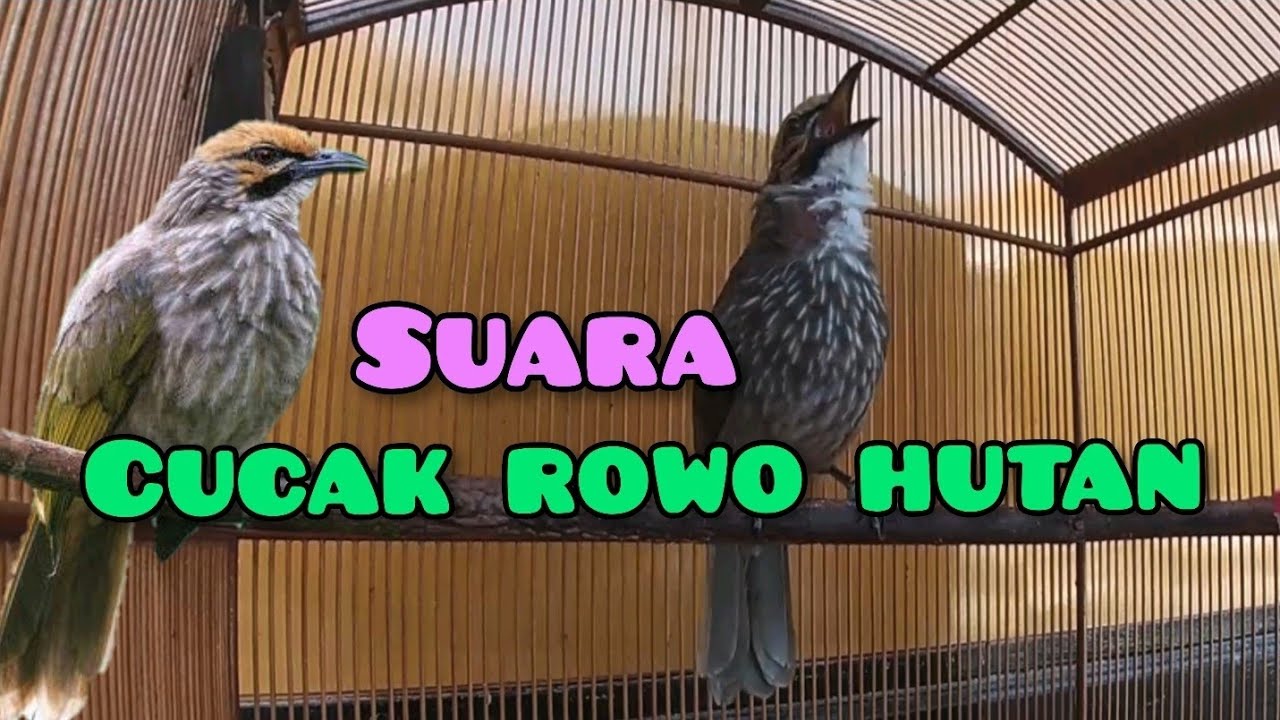 Suara Burung Cucak Rowo Hutan   Gacor  kicaumania  kicaumaniaindonesia