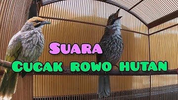 Suara Burung Cucak Rowo Hutan - Gacor #kicaumania #kicaumaniaindonesia