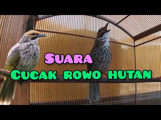 Suara Burung Cucak Rowo Hutan - Gacor #kicaumania #kicaumaniaindonesia class=