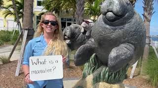 Virtual Class: What is a Manatee?