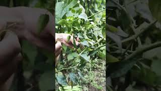 harvesting chili##realsound #shorts#viral #trending