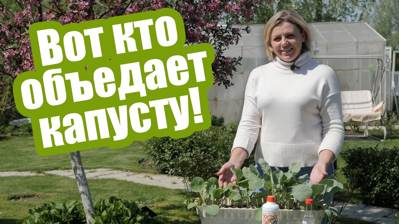 Слизень на капусте