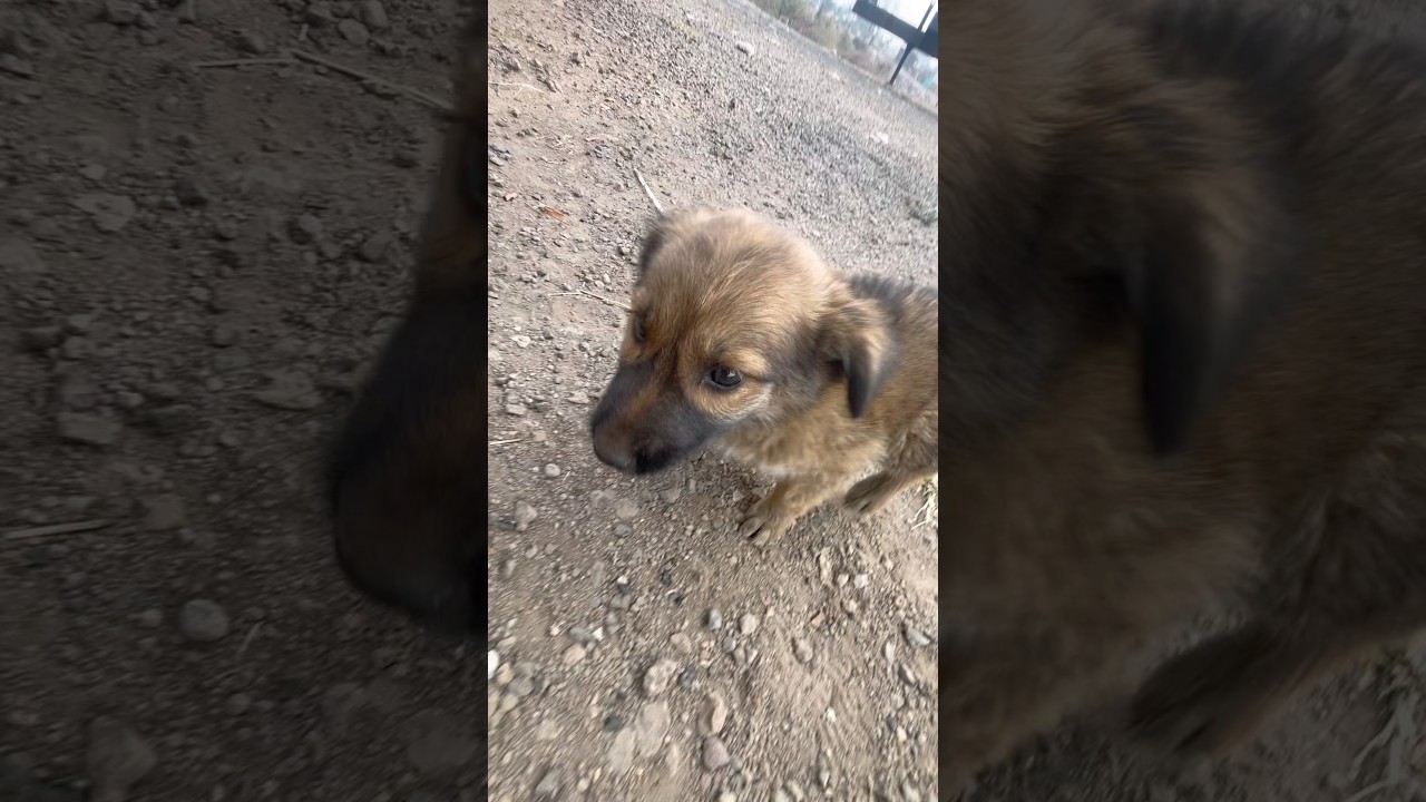 💚This Dog Has More Patience Than Me 😂 #funnydog #cutedog #trending #viralvideo #shorts #dog