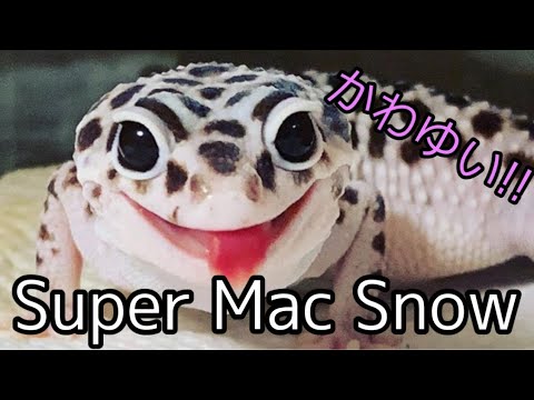 モルフ紹介 2 クソ可愛い スーパーマックスノーを紹介します Youtube モルフ紹介 2 クソ可愛い スーパーマックスノーを紹介します Youtube