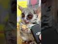 ドライアップルを食べる咀嚼音🍎