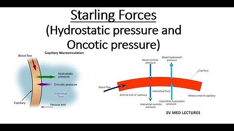 Starling Forces : Hydrostatic pressure and Oncotic pressure