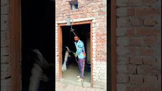Raza Shah's EXPLOSIVE Tape Ball Cricket Batting Drills #tapeballcricket #youtubeshorts #shorts 222
