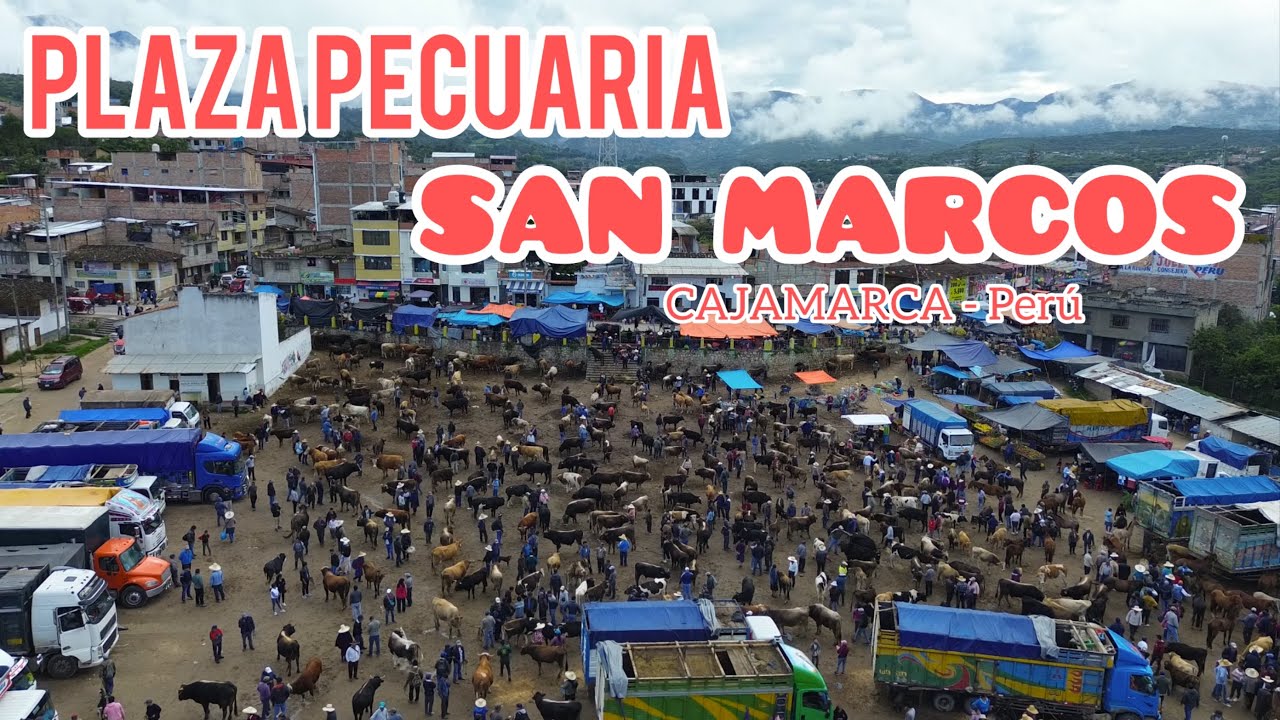 PLAZA PECUARIA SAN MARCOS - animales de todos los precios - Cajamarca Perú - 