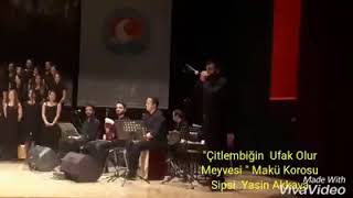 Yasin Akkaya - Sipsi - Çitlembiğin Ufak Olur Meyvesi