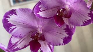Тоши - нереальная орхидея с крупными цветами!