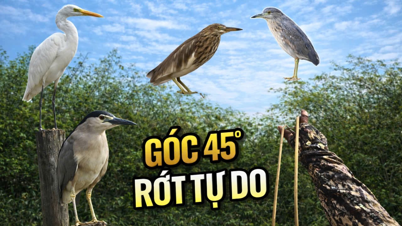 Ná Cao Su Bất Ngờ Chạp Mặt 2 Con Vạc Béo Ú _ Cò Trắng 1kg Và Cái Kết Quá Đã || SangSlingShot