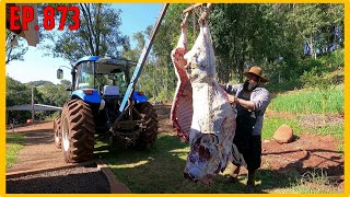 carneação do novilho jersey // carne pro resto do ano